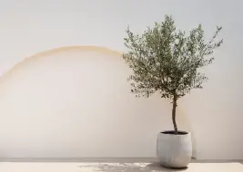 Solid Paints